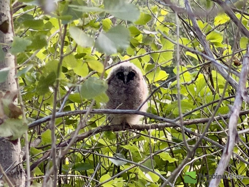 long-eared owlet